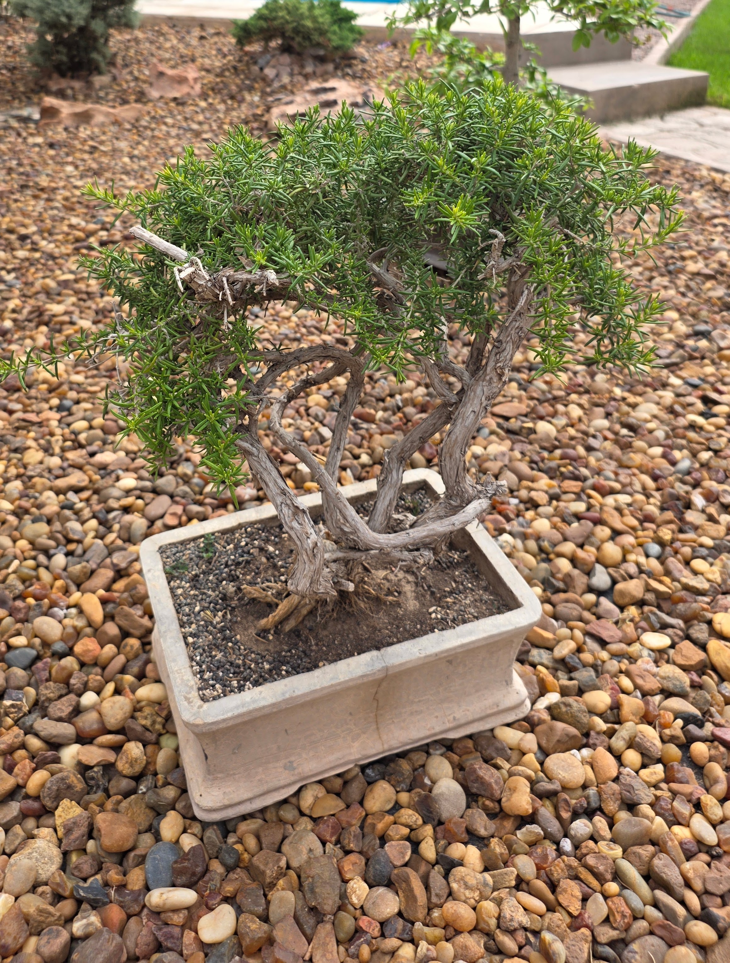 El Arte del Bonsai: Desarmando Mitos y Descubriendo Realidades