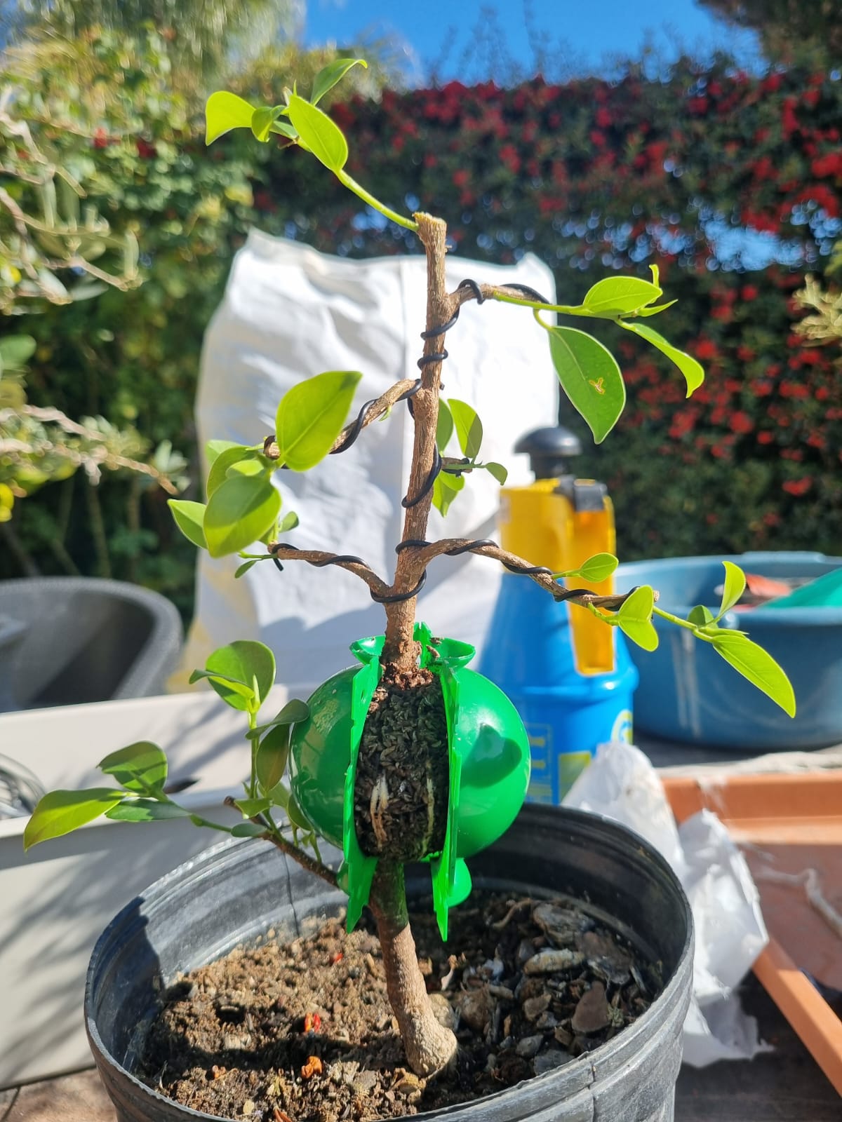 Como Hacer un Acodo en Ficus Tiger Bark