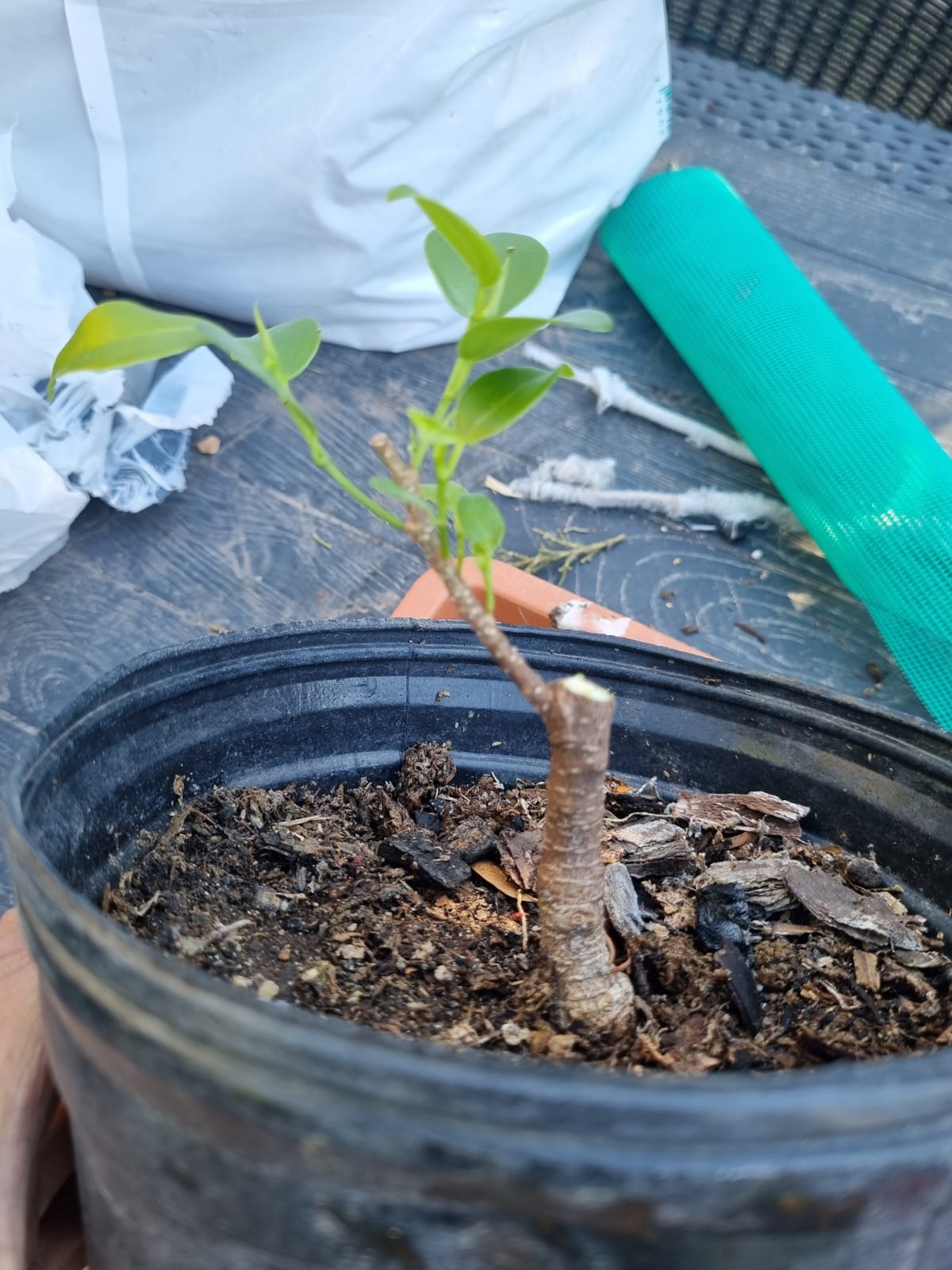 Ficus en maceta de entrenamiento