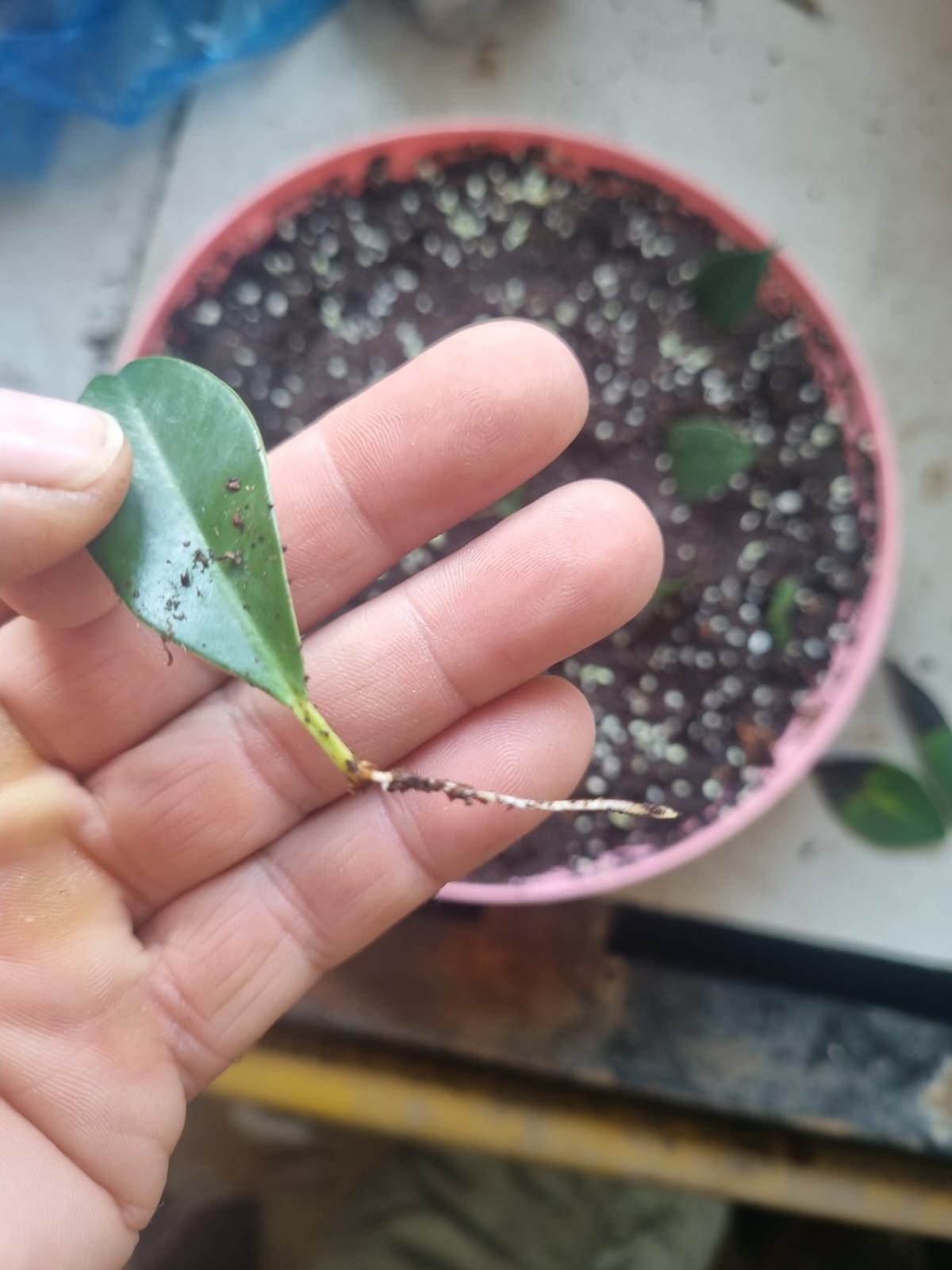 Hoja de Ficus Tiger Bark enraizada
