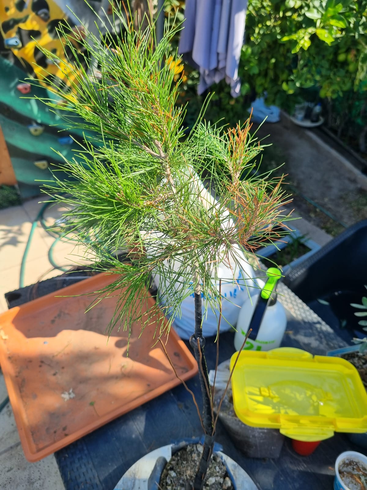 Alambrado y Estilizado de un Pinus halepensis