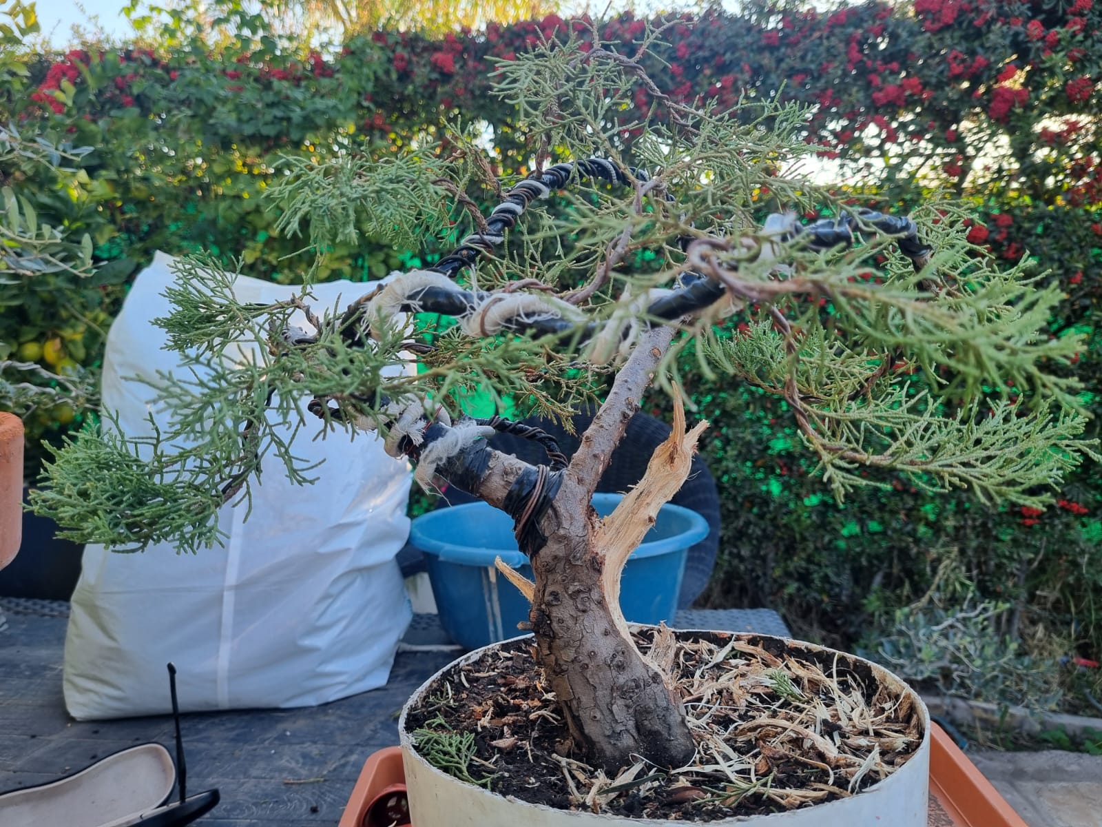 Juniperus completamente alambrado con las ramas curvadas y posicionadas en forma triangular