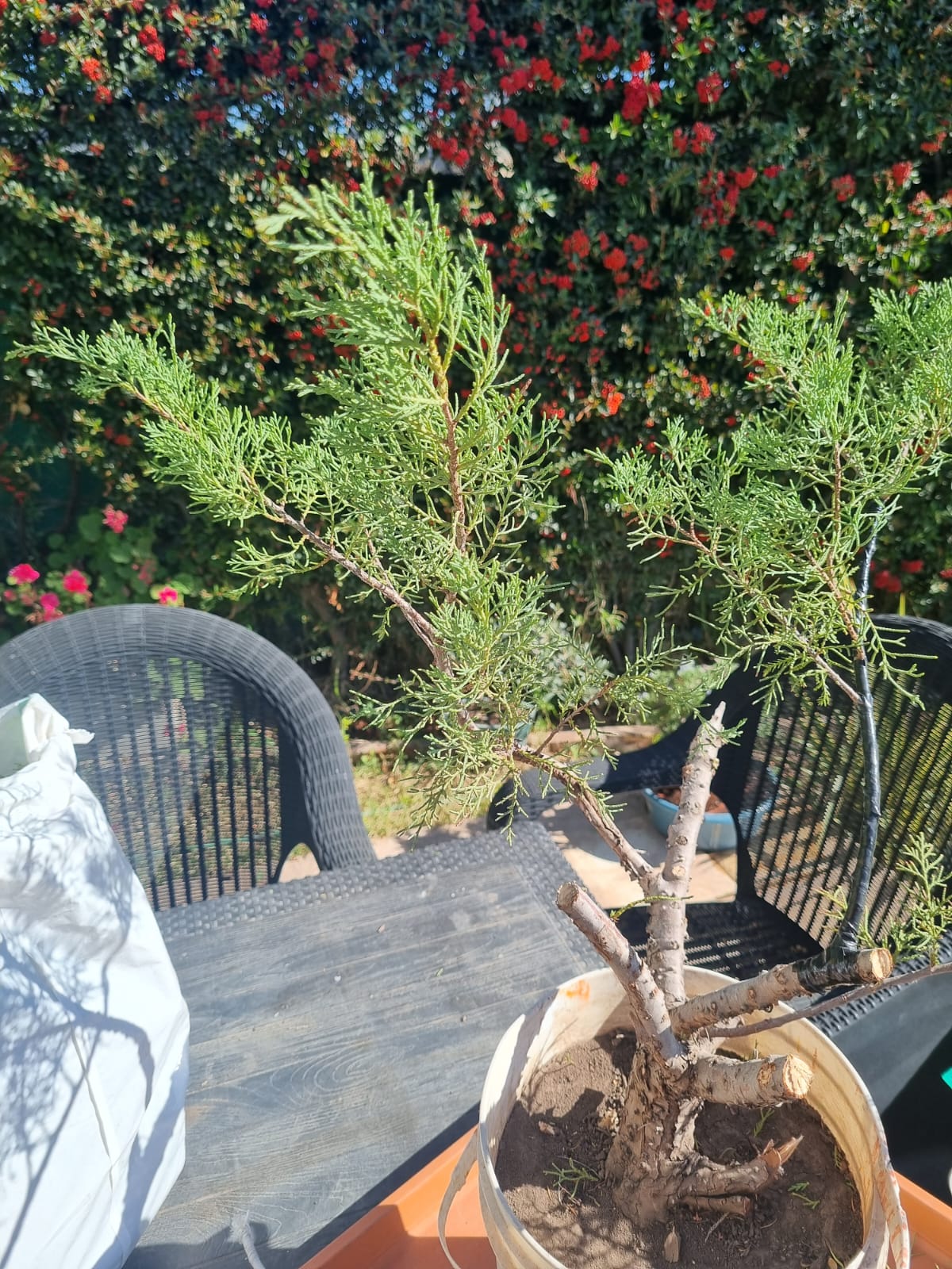 Vista del juniperus de vivero mostrando el follaje y la estructura del tronco