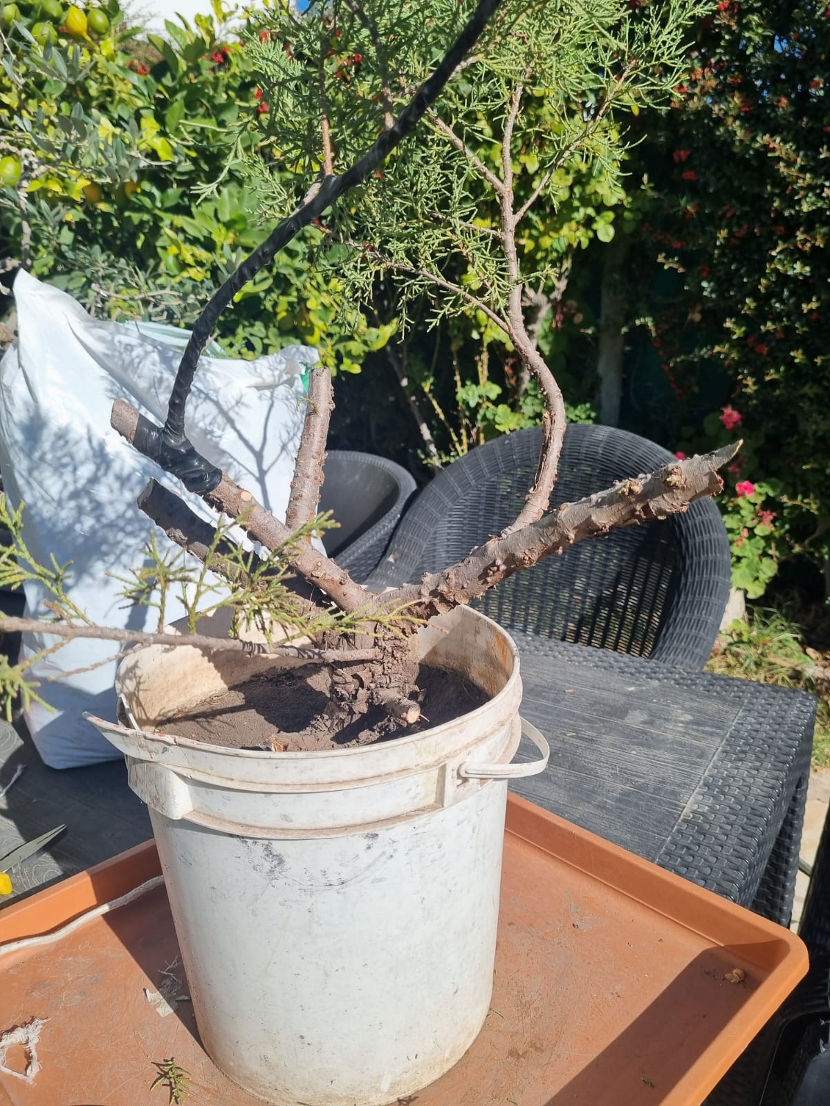 Tronco del juniperus con las ramas protegidas con cinta antes del alambrado