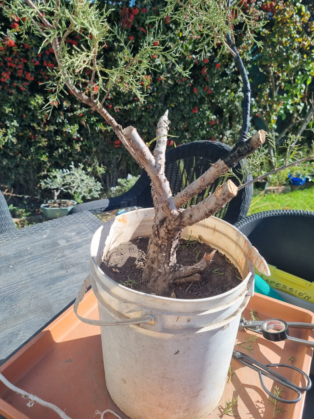 Estructura del juniperus podada y preparada para el alambrado