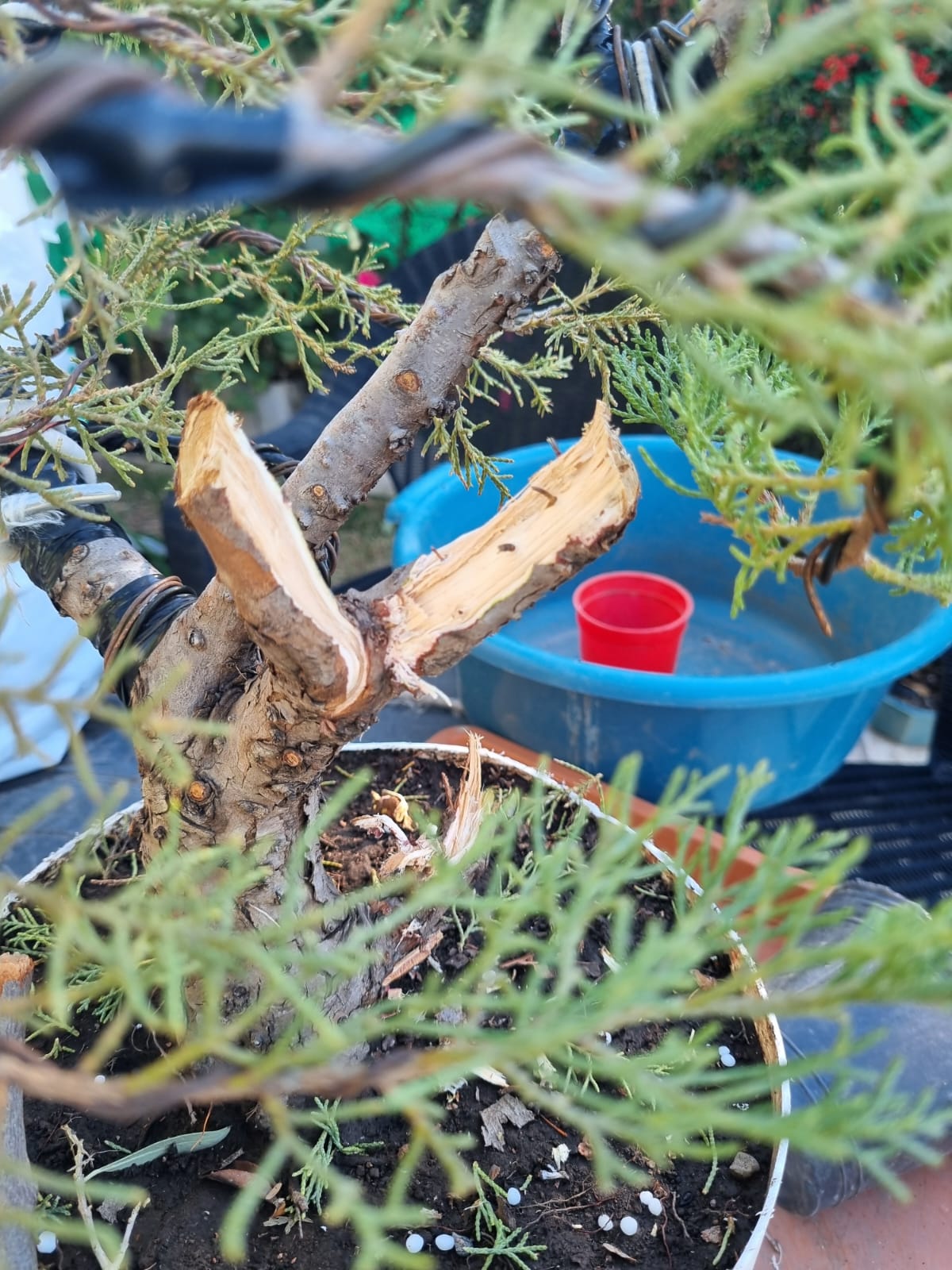 Creacion de madera muerta en un munon de rama del juniperus