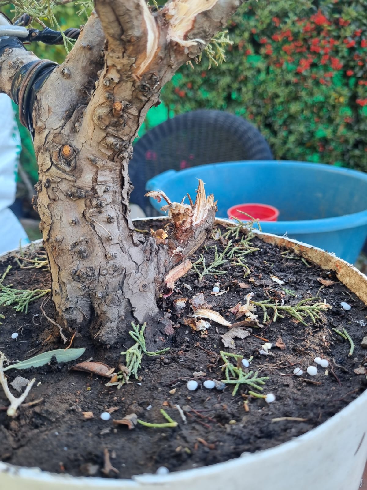 Base del tronco del juniperus con la madera muerta y el abono de liberacion lenta