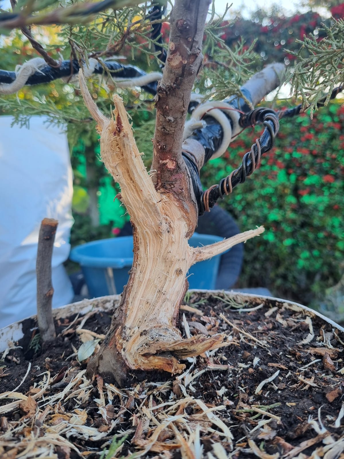 Detalle de un shari fresco con las ramas alambradas a los costados
