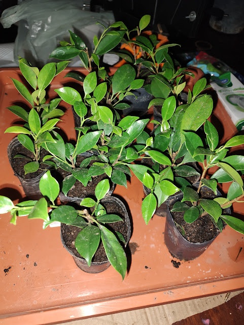 Ficus Retusa - imagen 1