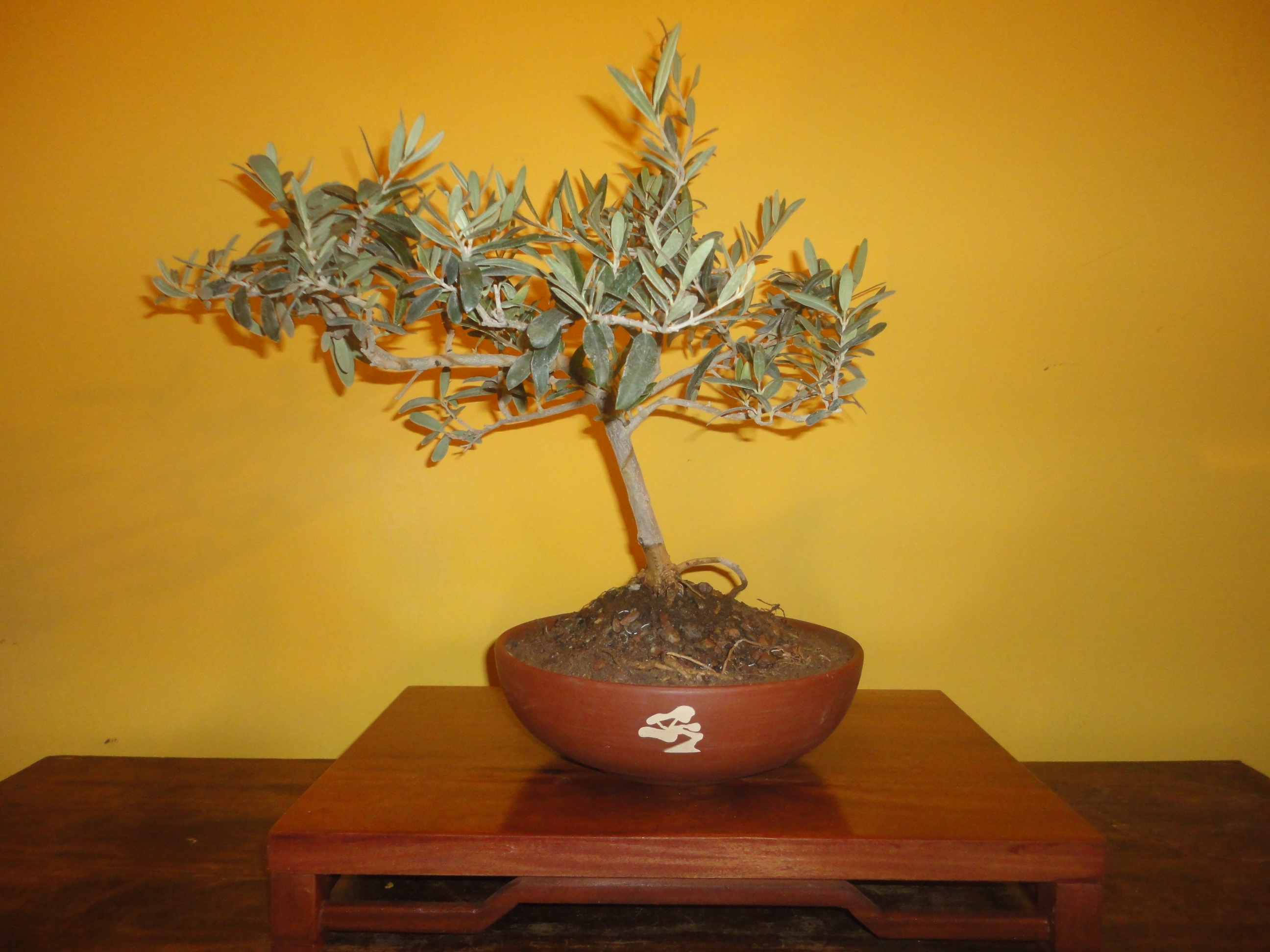 Bonsái de olivo cultivado por NINTAI