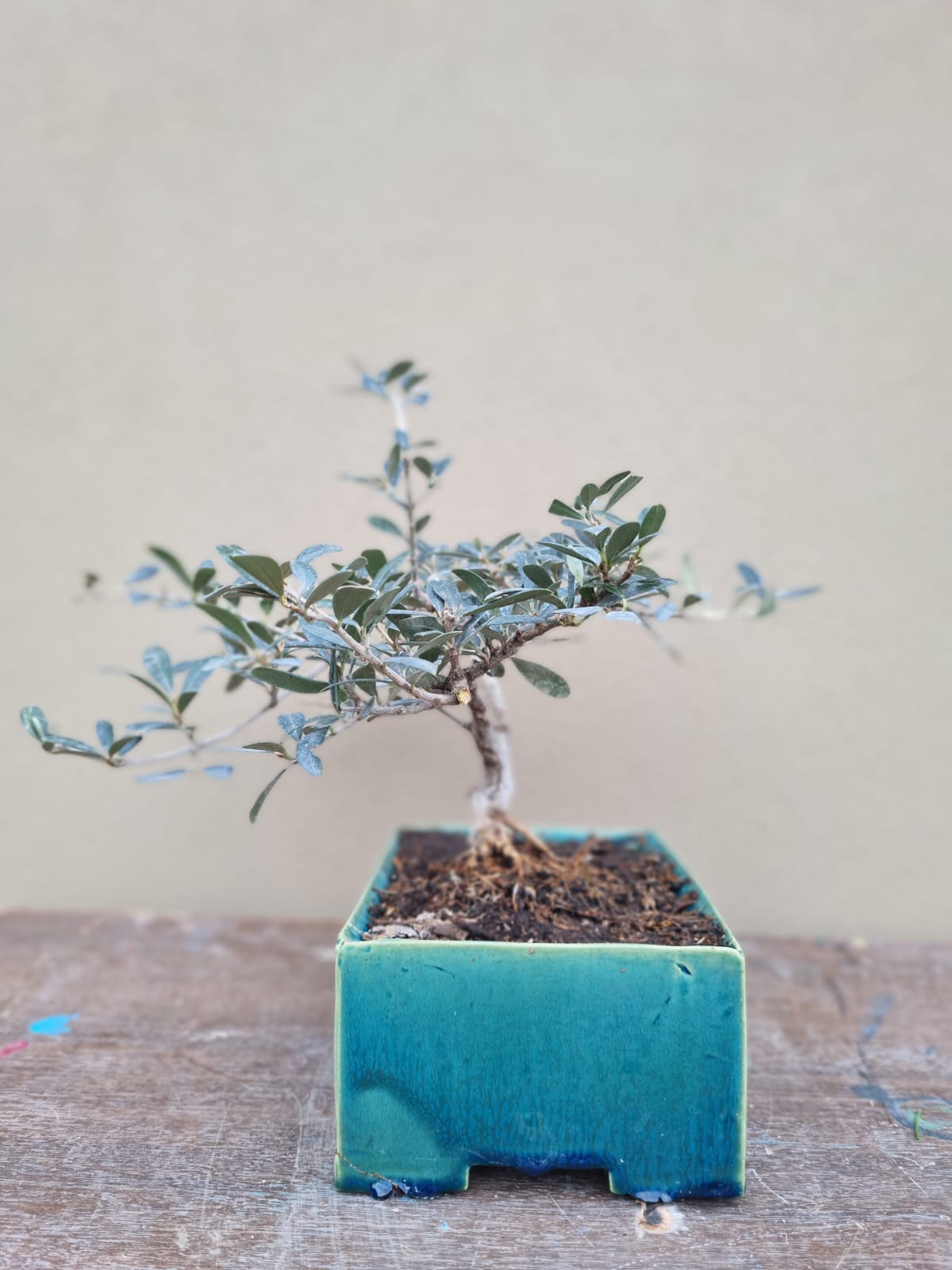 Olivo de Raices Expuestas - imagen 1