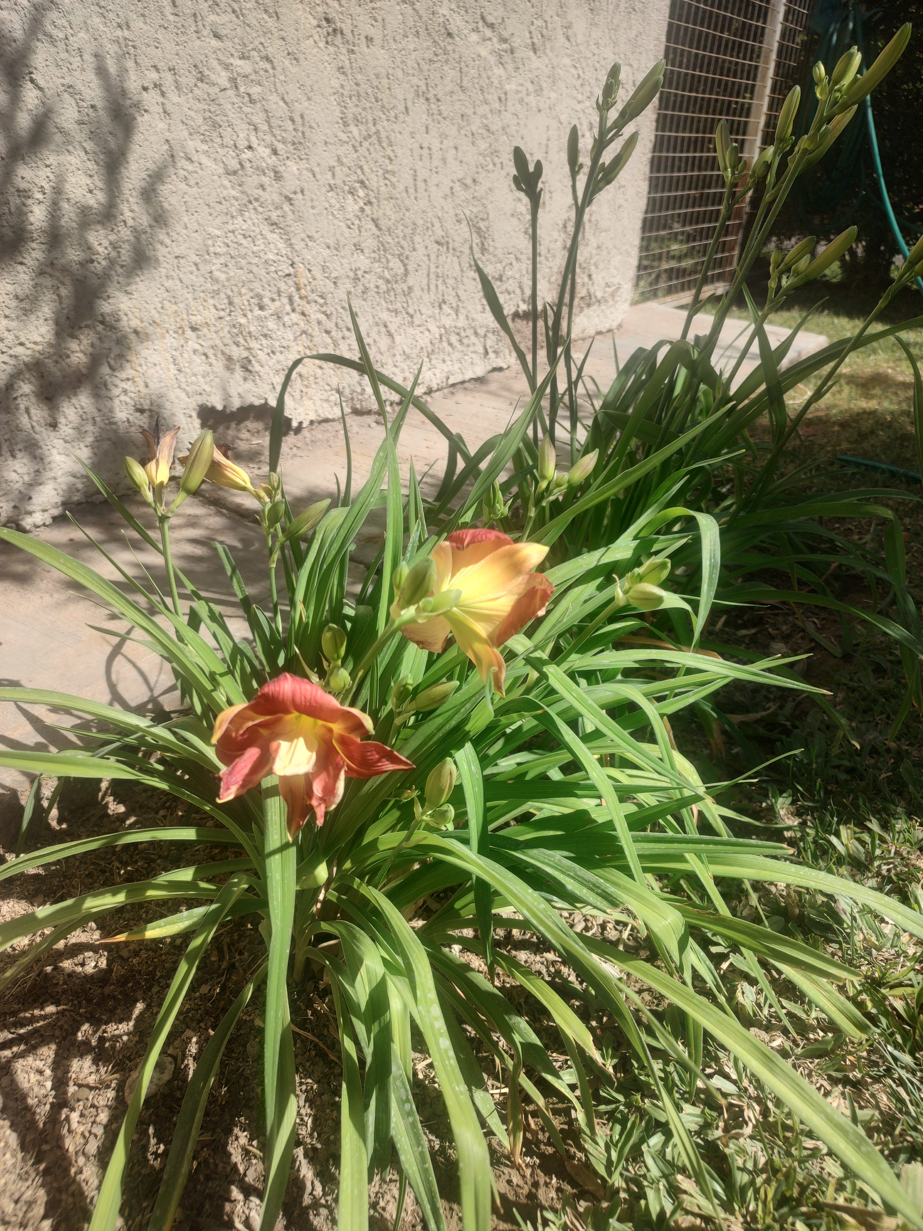 Paleta de Hemerocallis - imagen 2