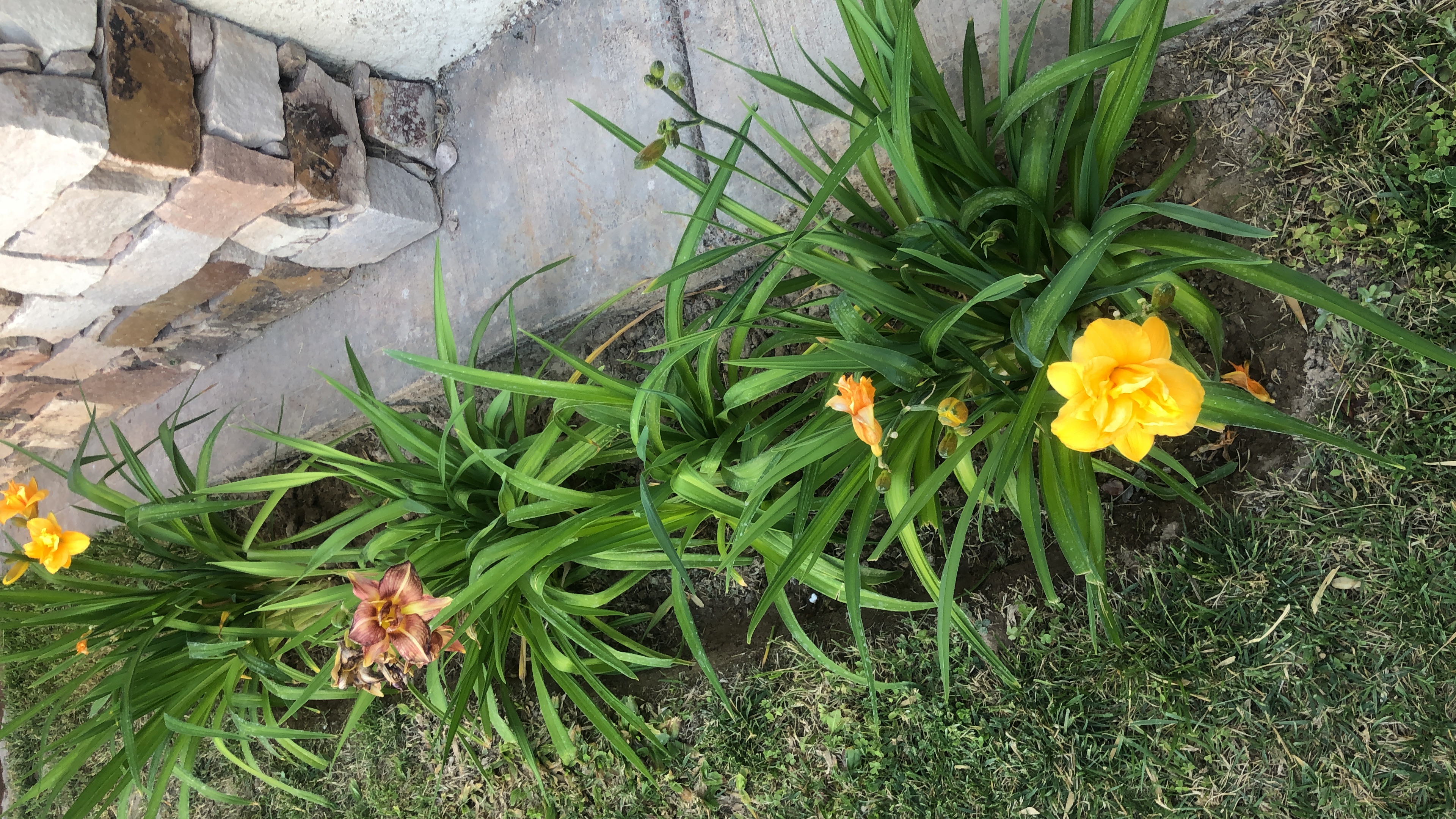 Paleta de Hemerocallis - imagen 3