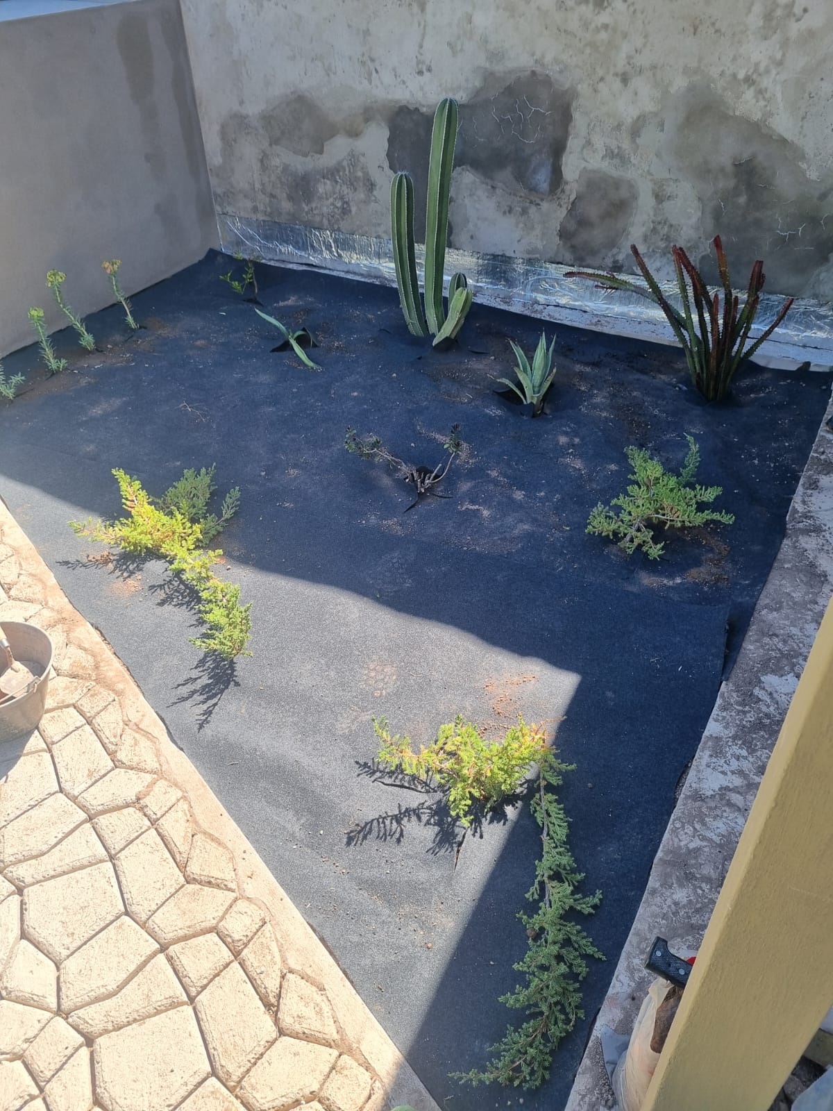 Del Lienzo al Desierto - imagen 2